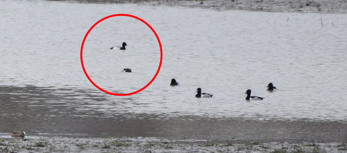 Greater Scaup - ML153748221