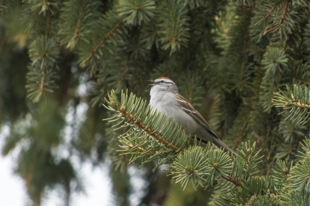 Chipping Sparrow - ML153749101