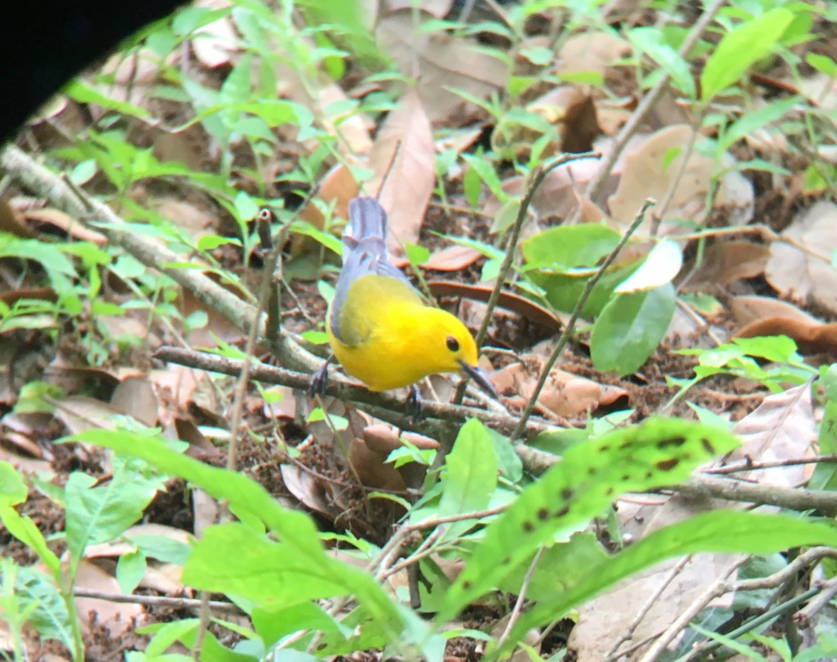 Prothonotary Warbler - Tom Gearing