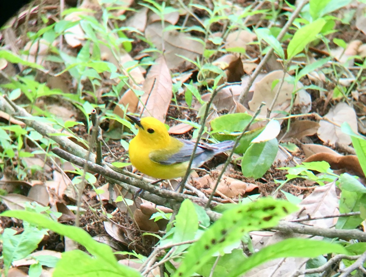 Prothonotary Warbler - ML153749291