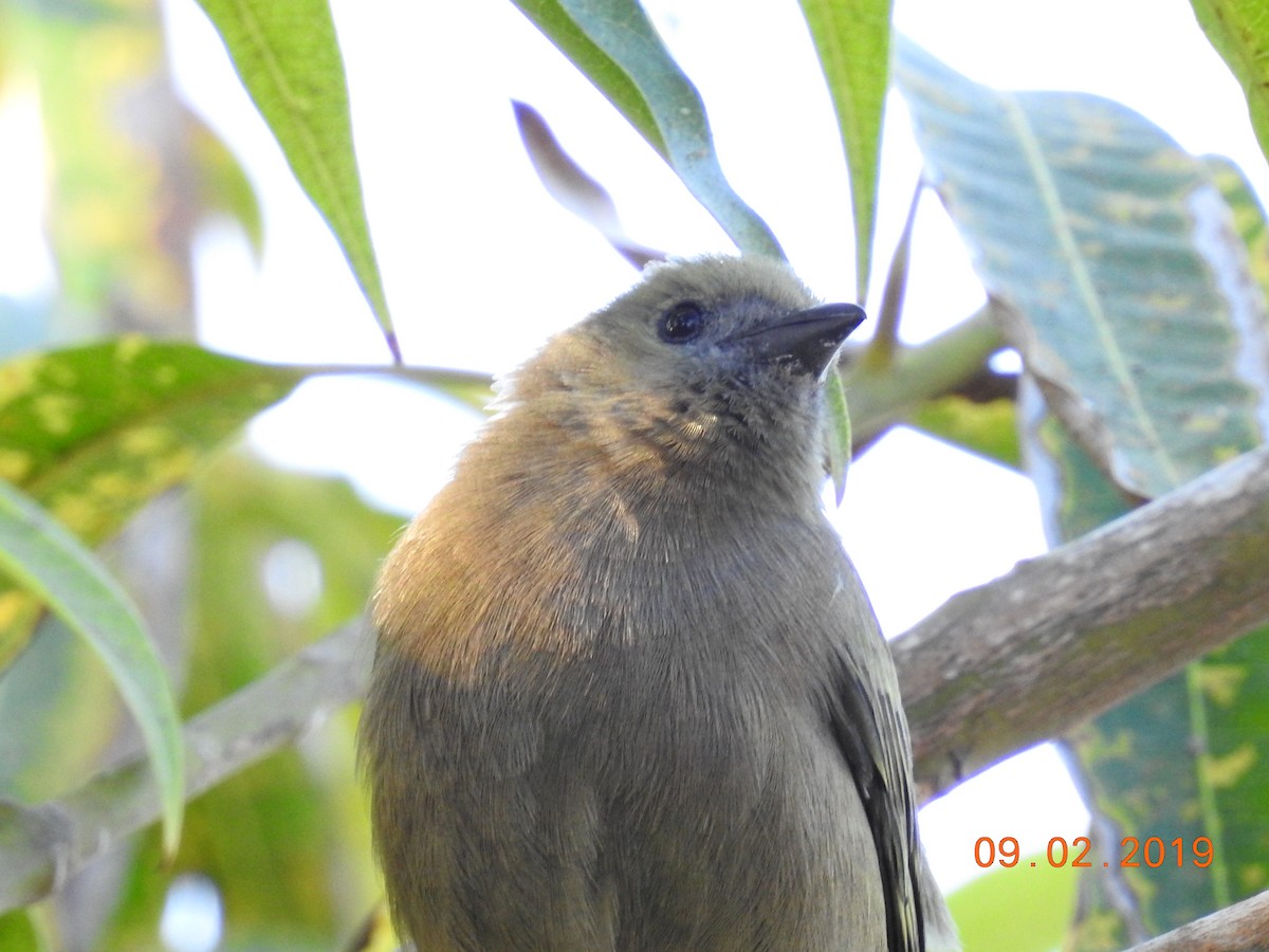 Palm Tanager - ML153749321