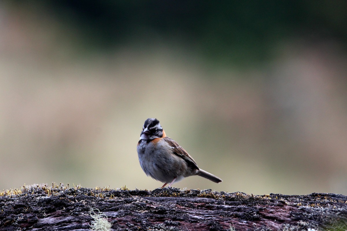 Rufous-collared Sparrow - Henriette de Vries