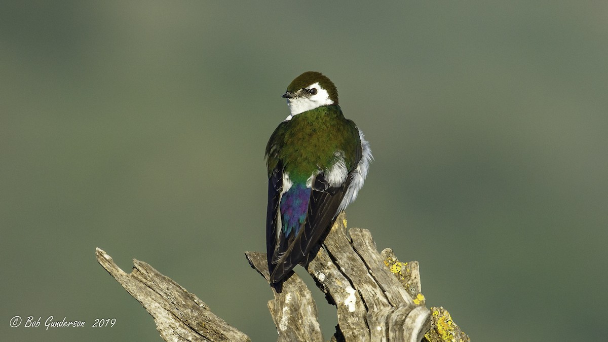 Violet-green Swallow - ML153750361