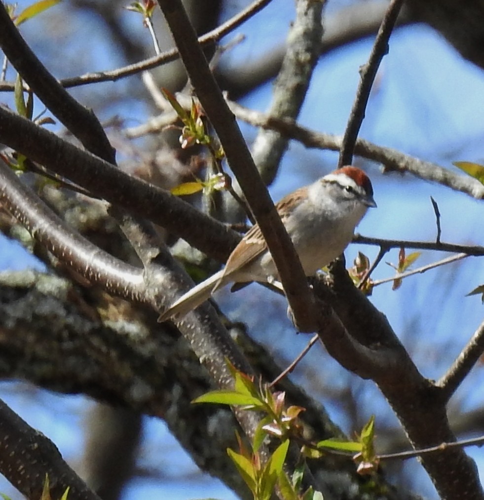 Chipping Sparrow - ML153750741