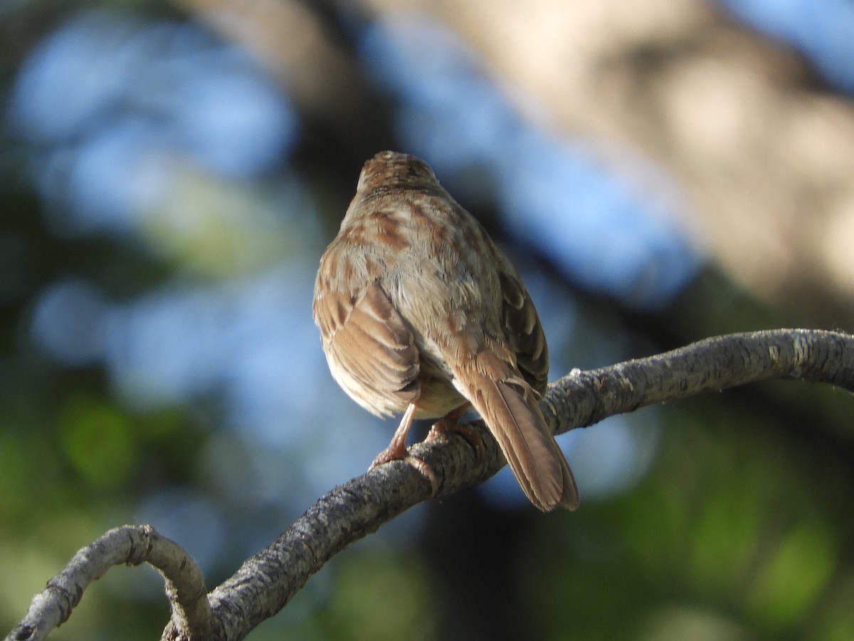 Song Sparrow (fallax Group) - ML153751061