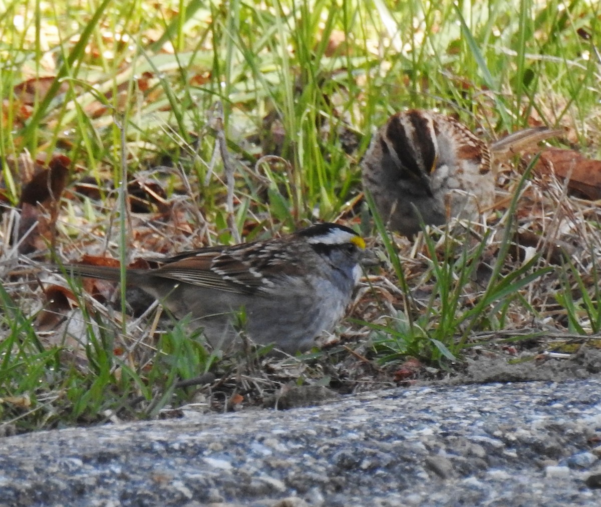 White-throated Sparrow - ML153751261
