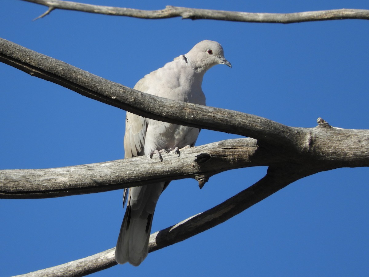 Eurasian Collared-Dove - Paul Suchanek