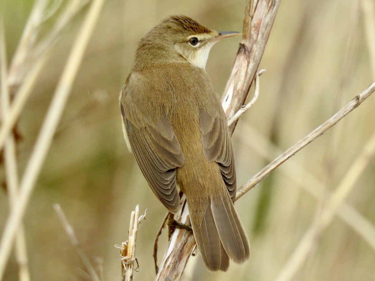 Common Reed Warbler - ML153751981