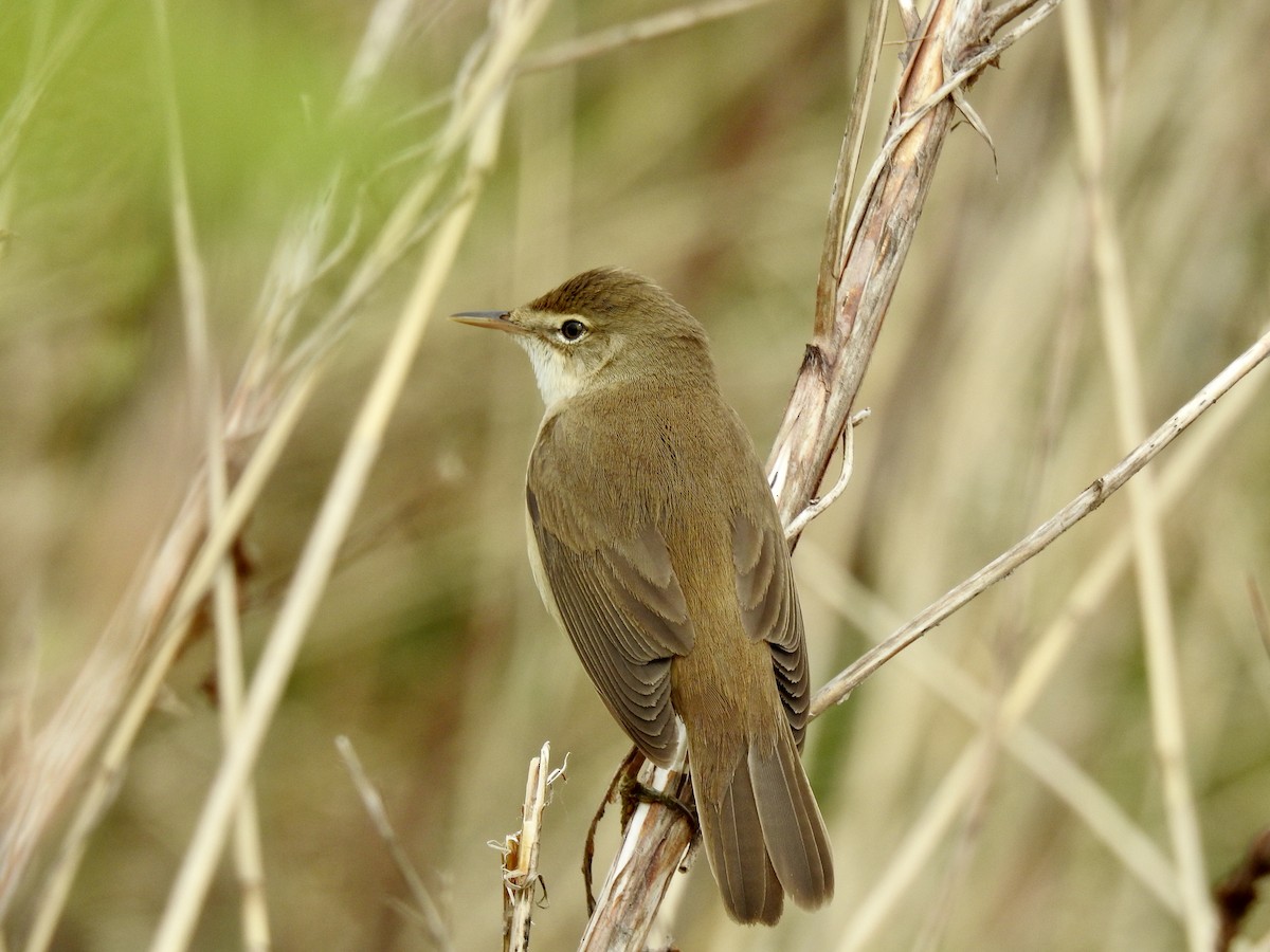 Common Reed Warbler - ML153751991