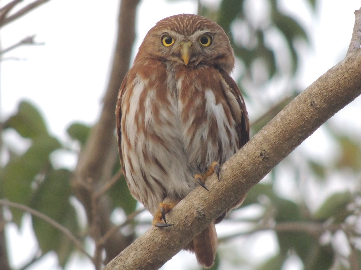 Ferruginous Pygmy-Owl - Tereso Hernández Morales