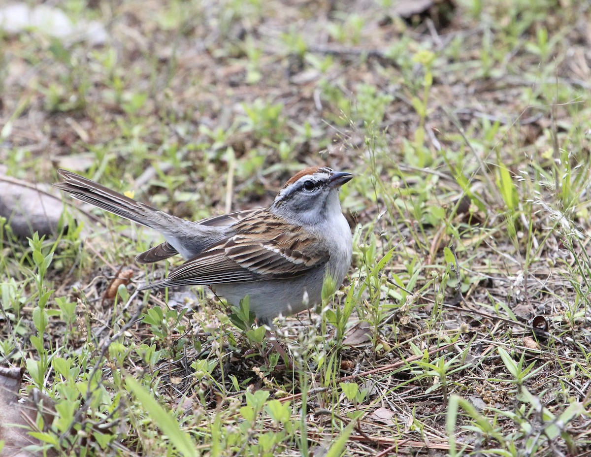 Chipping Sparrow - Jan Allen