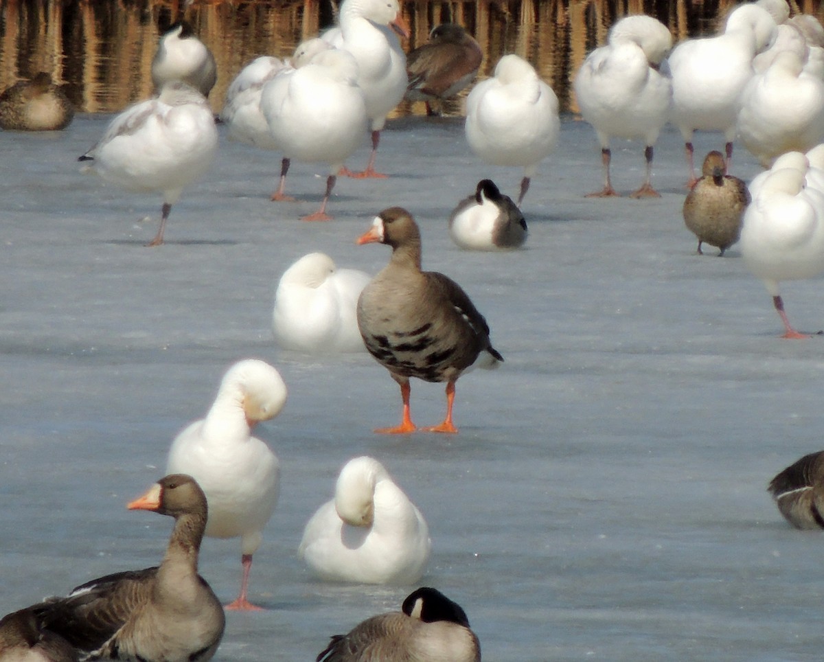 Greater White-fronted Goose - Ken Gade