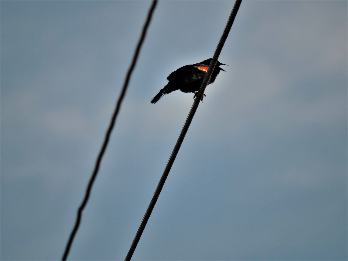 Red-winged Blackbird - ML153754751