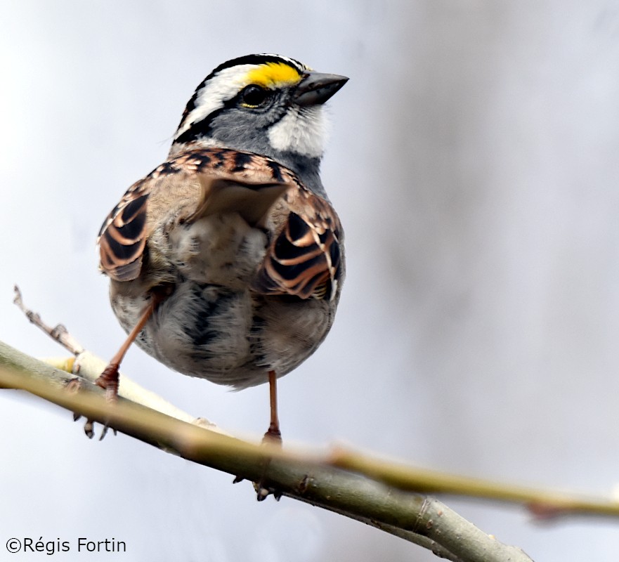 White-throated Sparrow - Regis Fortin
