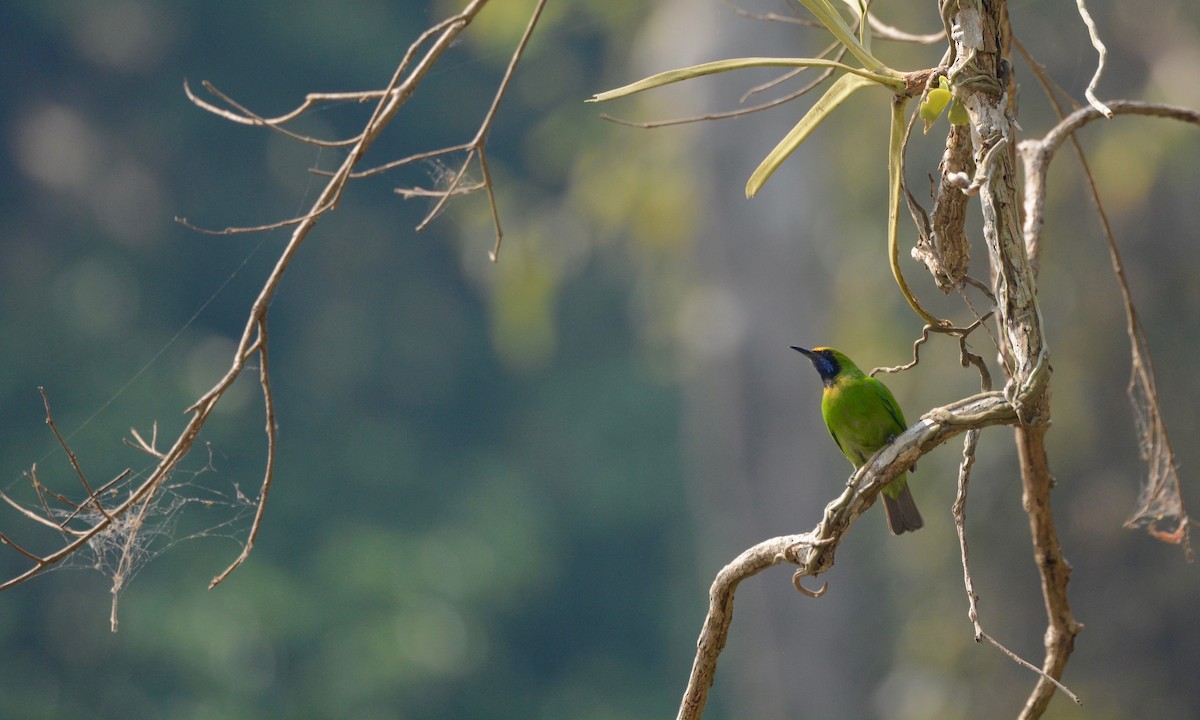 Golden-fronted Leafbird - Will  Hayward