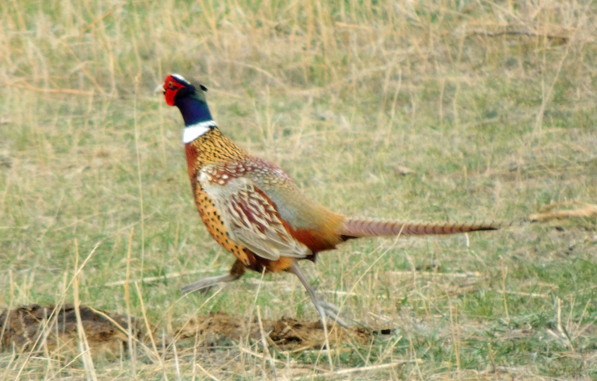 Ring-necked Pheasant - Ken Gade