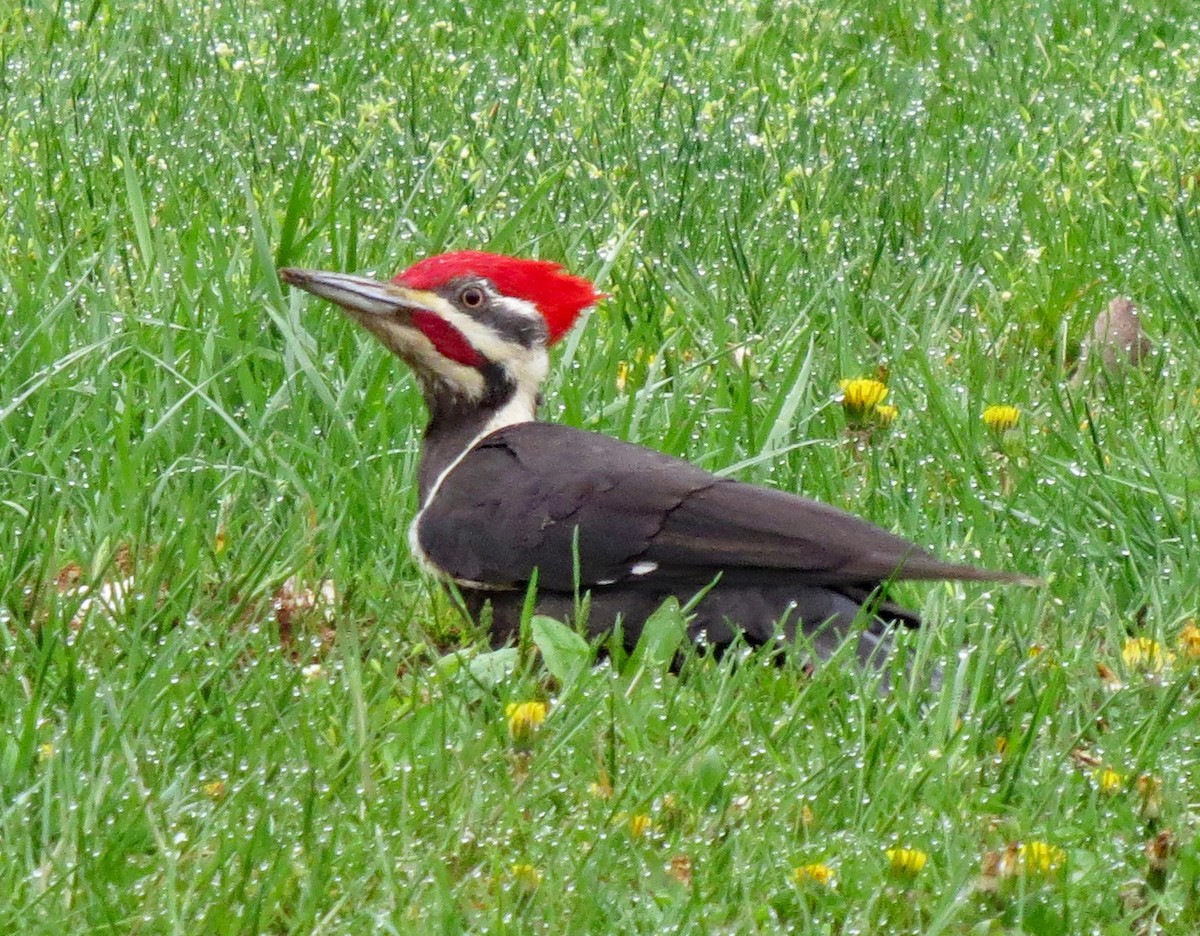Pileated Woodpecker - Don Gorney