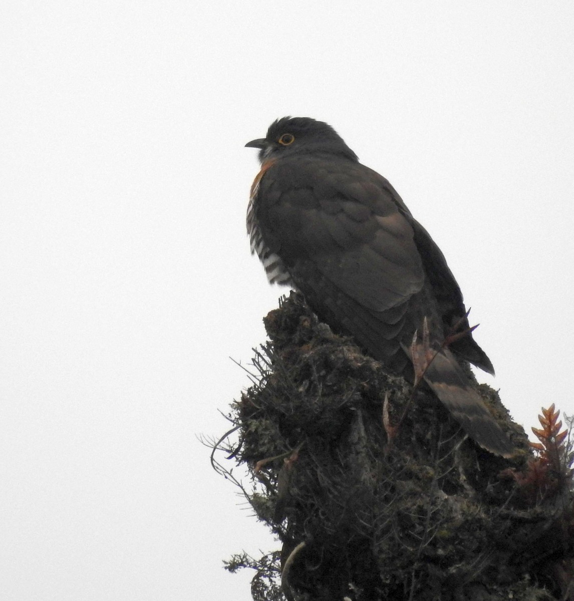 Large Hawk-Cuckoo - Praveen J