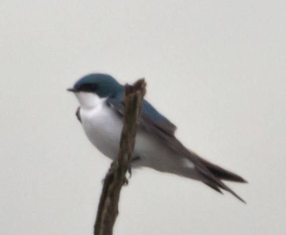 Tree Swallow - Jack and Shirley Foreman