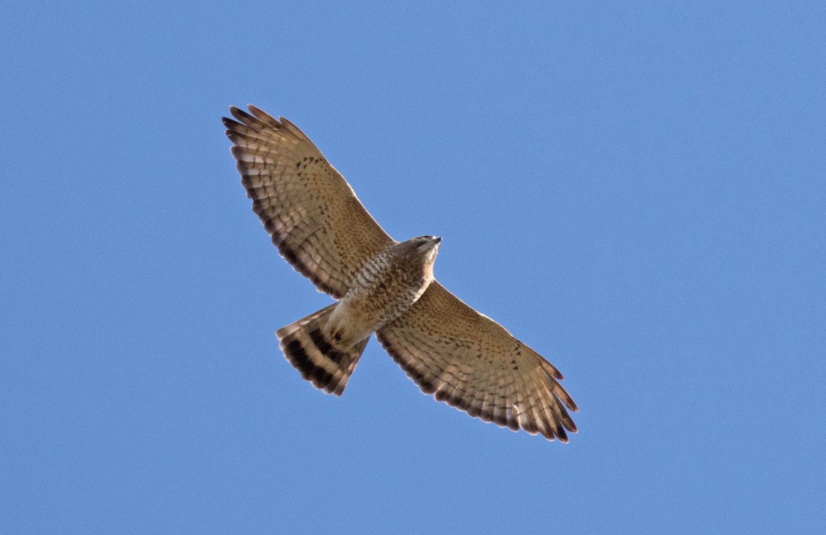 Broad-winged Hawk - Matthew Skalla