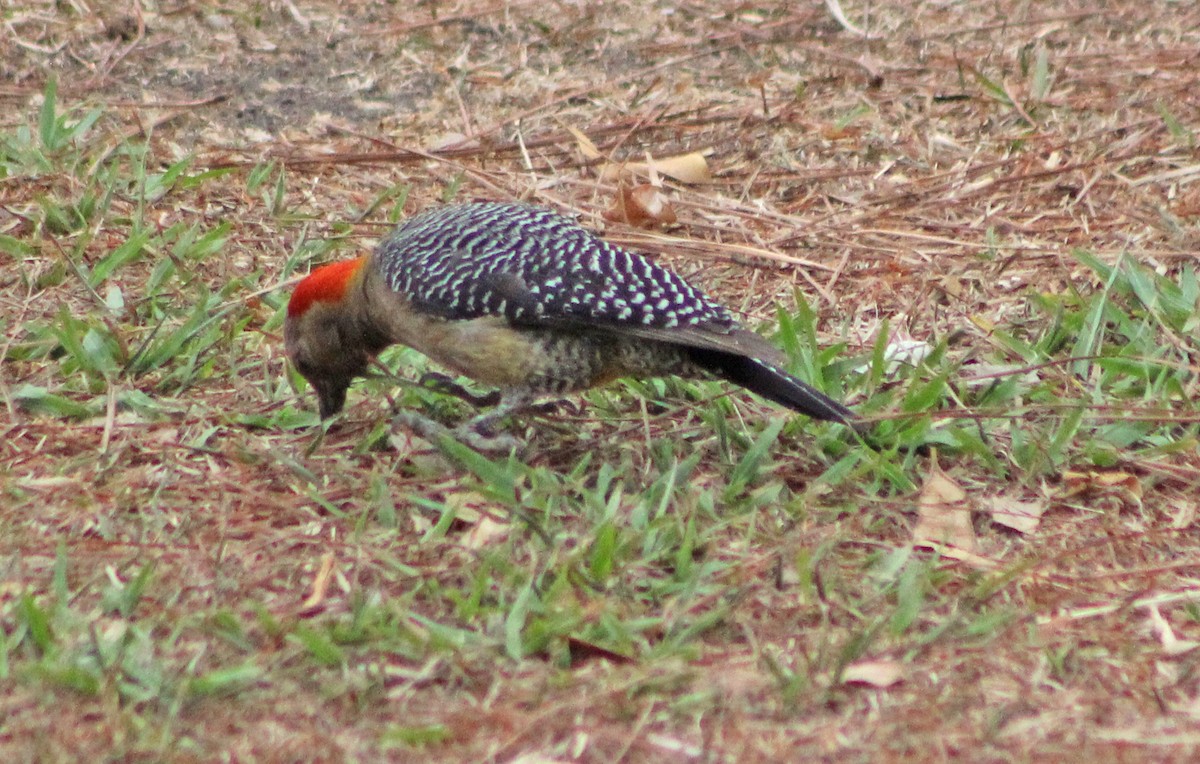 Golden-fronted Woodpecker - ML153758911