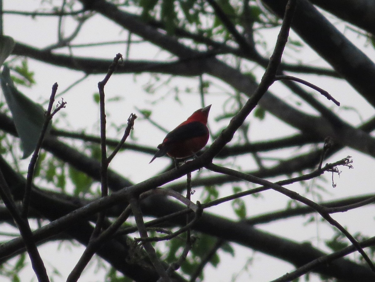 Scarlet Tanager - Dallas Levey