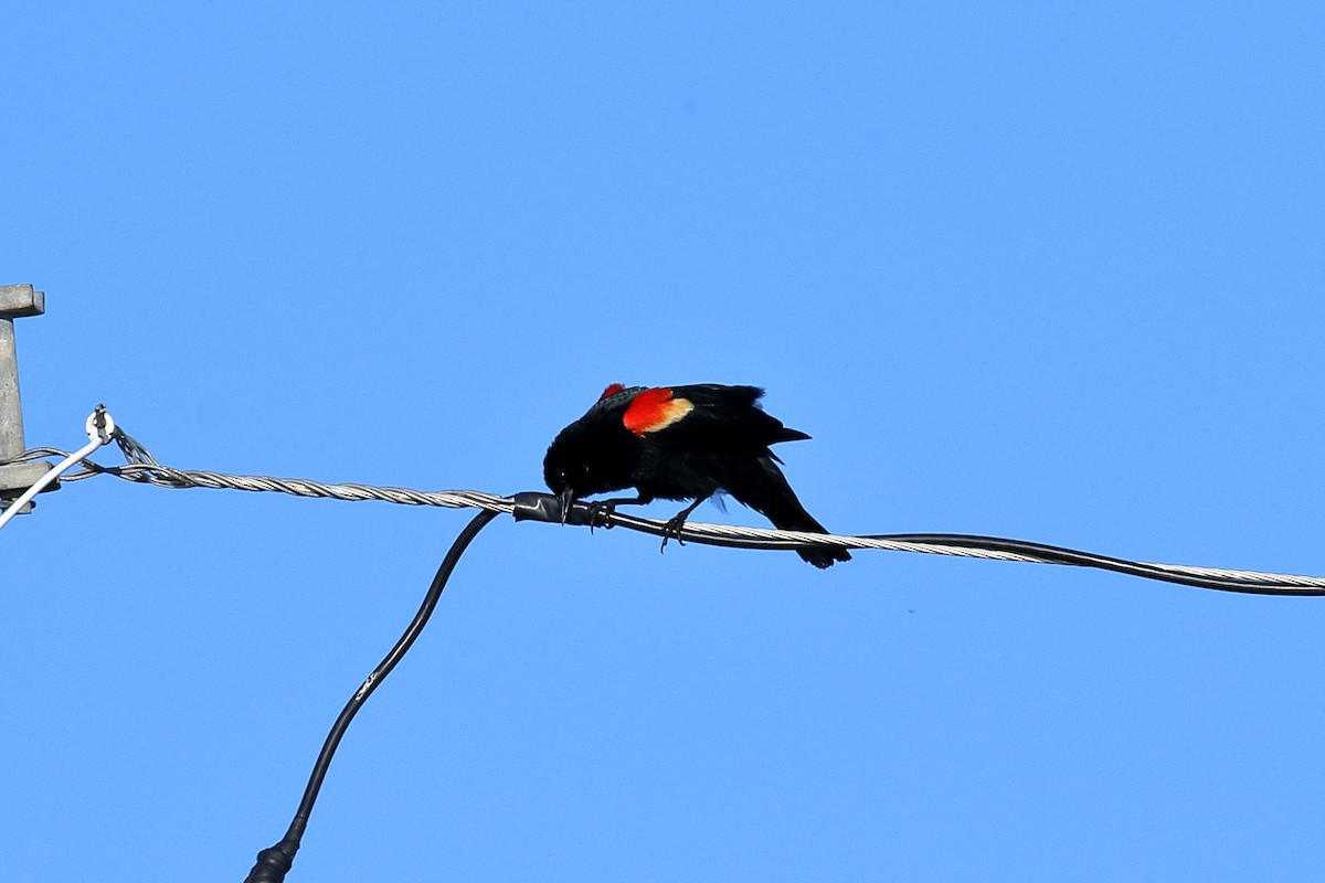 Red-winged Blackbird - ML153759631