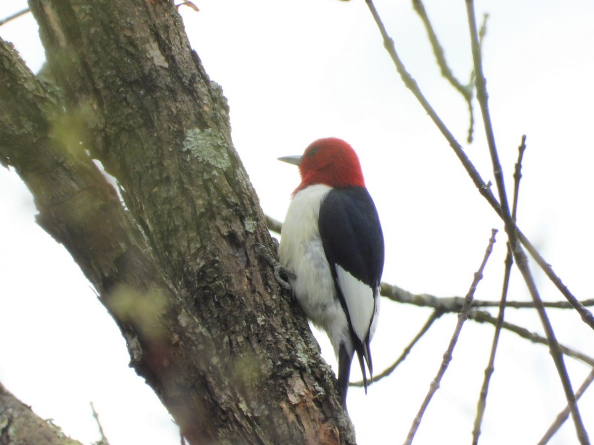 Red-headed Woodpecker - Pete Givan