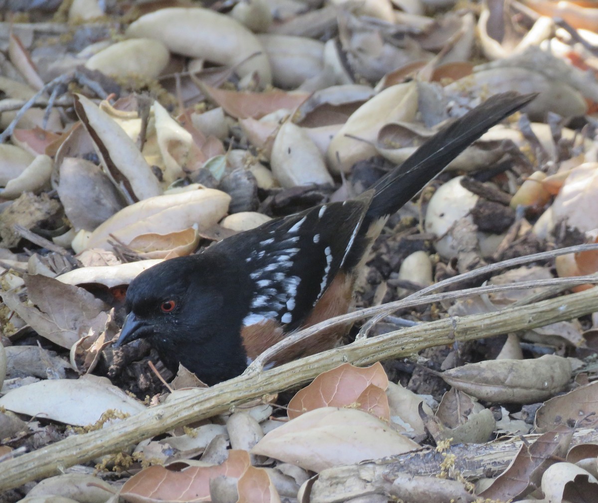 Spotted Towhee - ML153760511