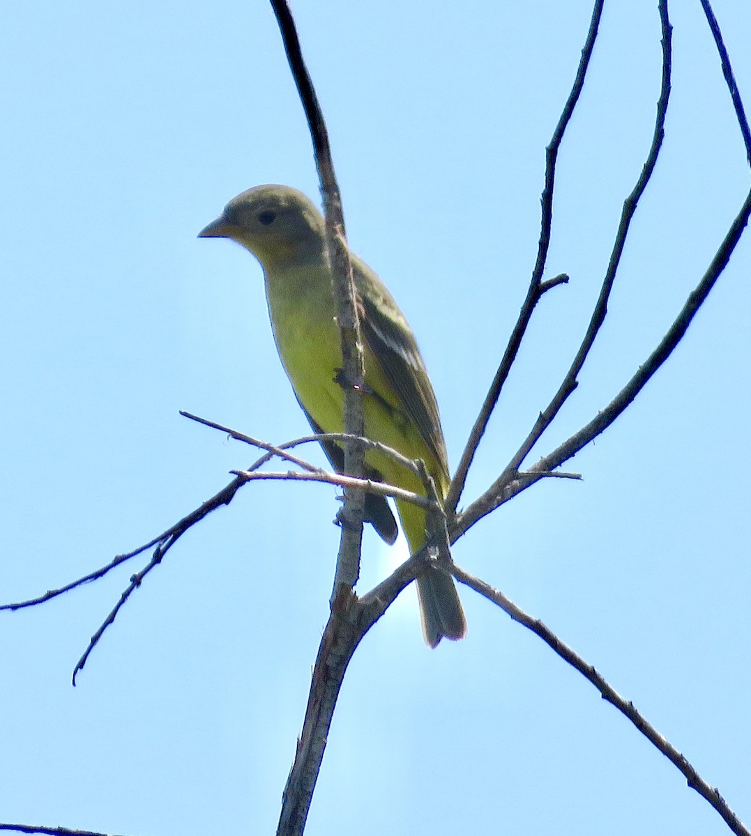 Western Tanager - ML153760841