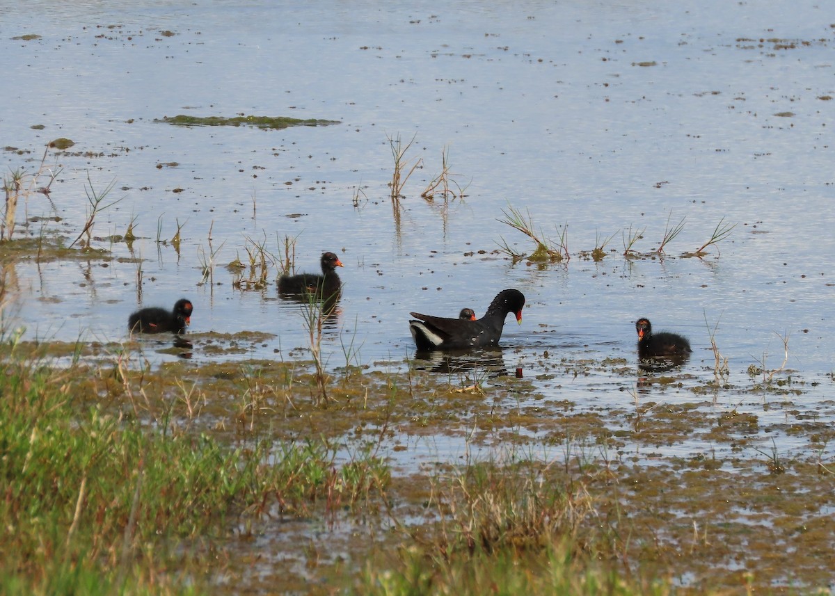 Common Gallinule - Betsy McCully