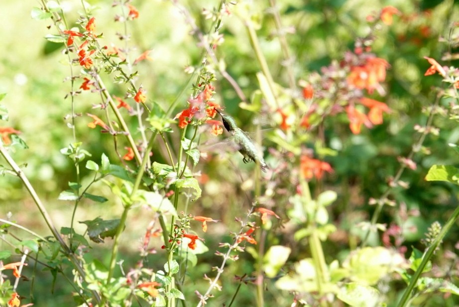 Ruby-throated Hummingbird - ML153761311