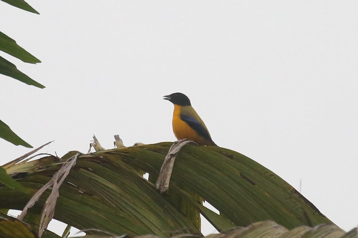 Black-chinned Mountain Tanager - ML153761811