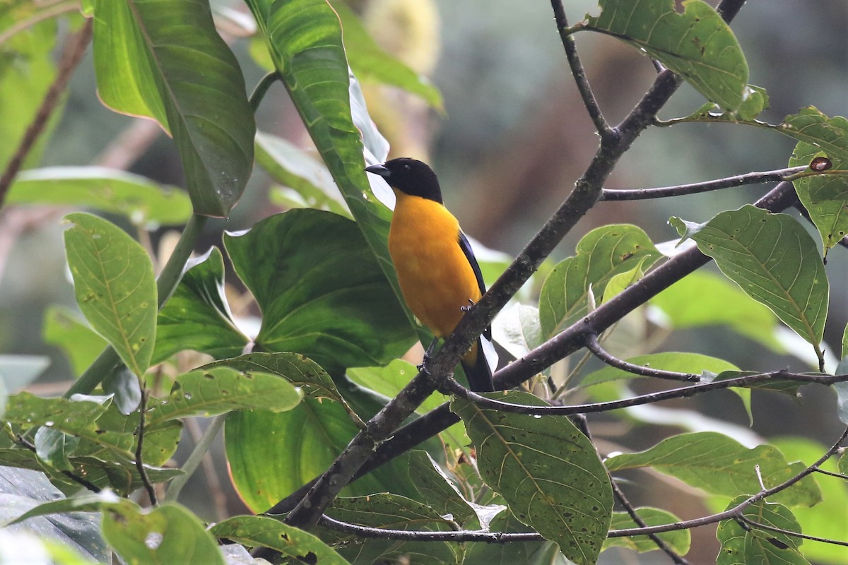 Black-chinned Mountain Tanager - ML153761821