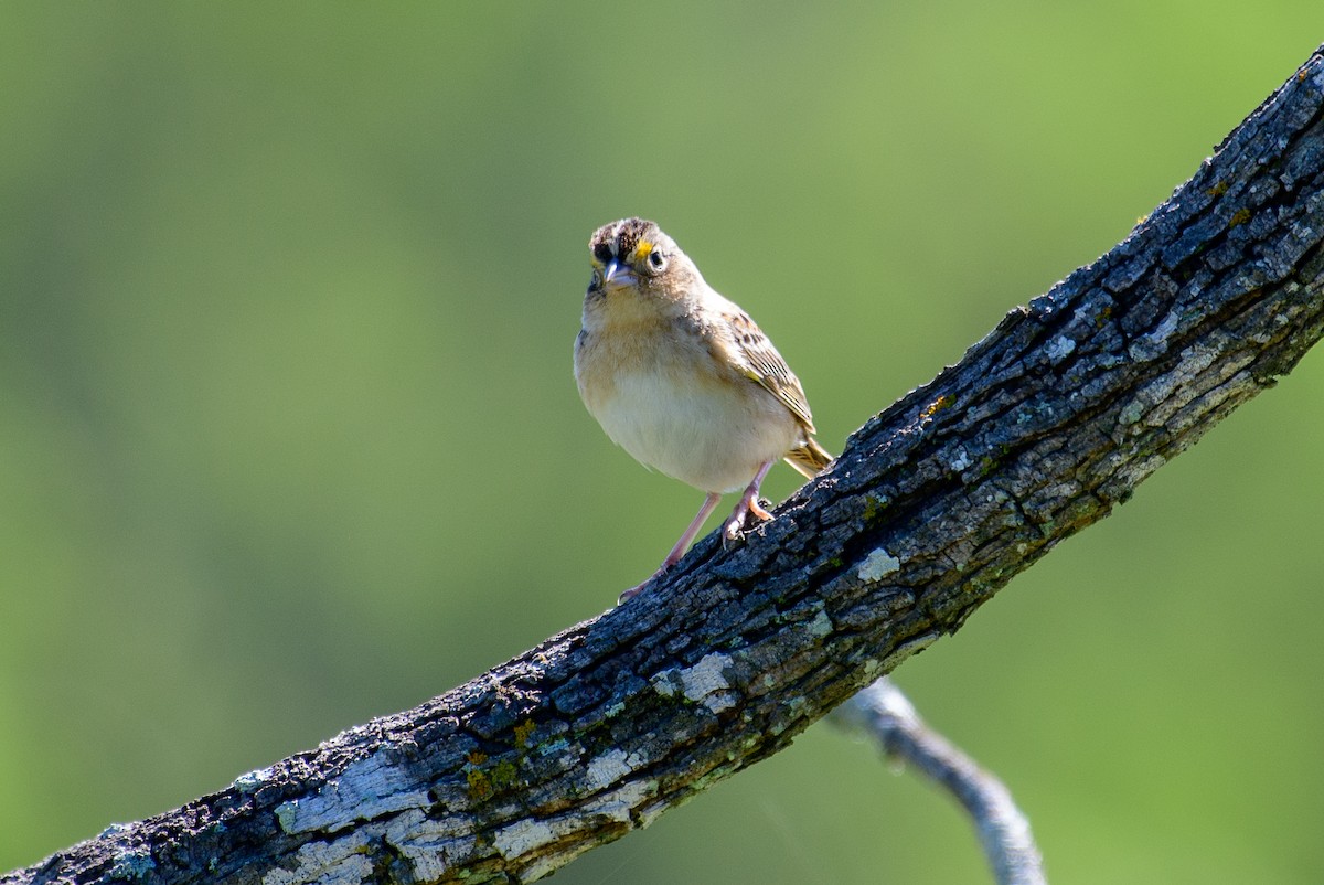 Grasshopper Sparrow - T. Jay Adams