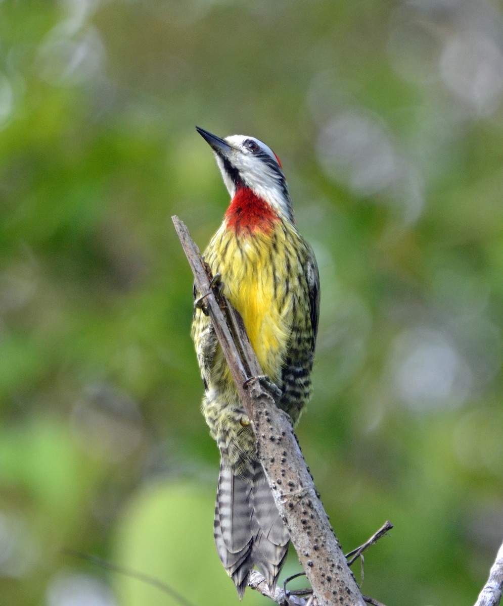 Cuban Green Woodpecker - ML153763511