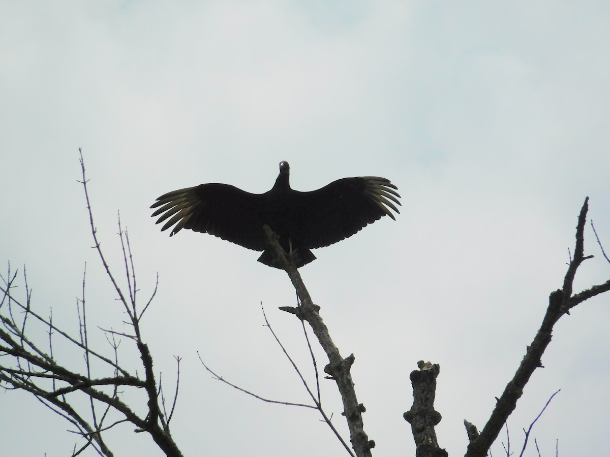 Black Vulture - John Callahan
