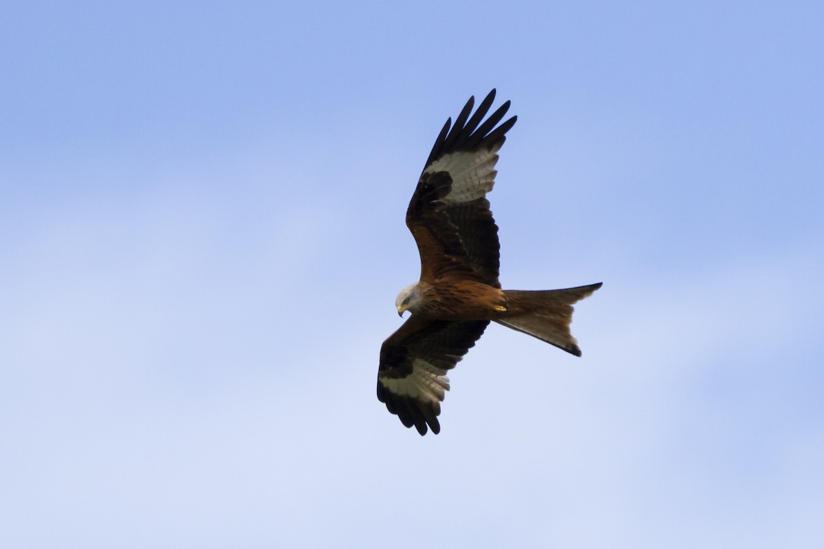 Red Kite - Anonymous