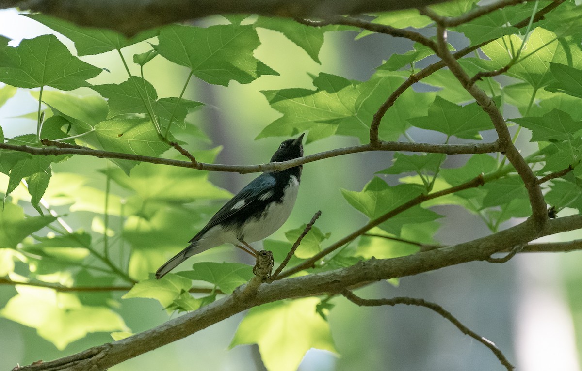 Black-throated Blue Warbler - Marc Regnier