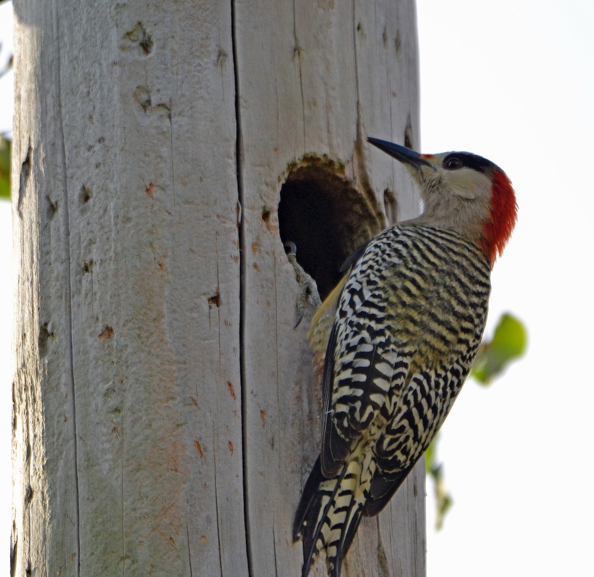 West Indian Woodpecker - Michael J Good