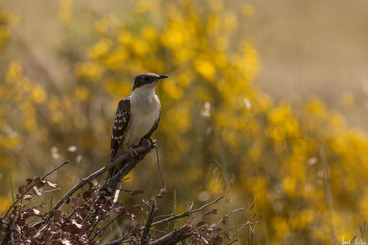 Great Spotted Cuckoo - ML153765181