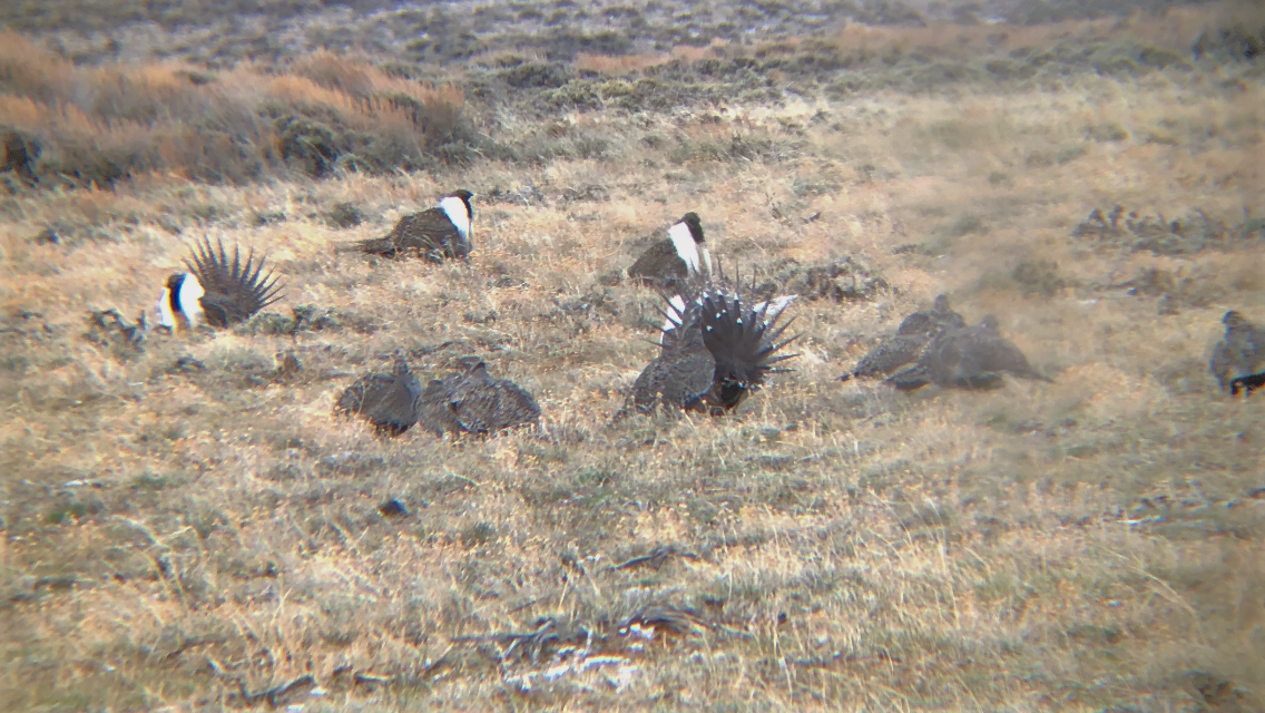Greater Sage-Grouse - ML153765651