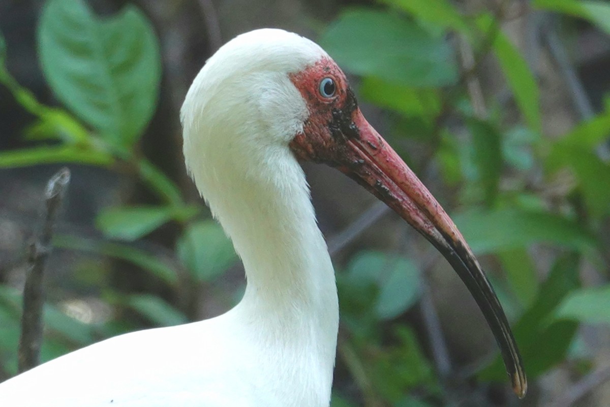 ibis bílý - ML153767091