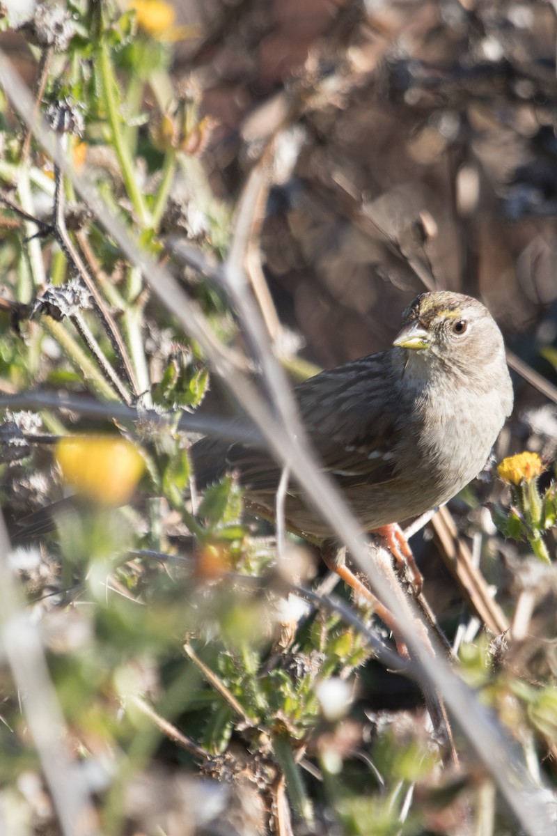 Golden-crowned Sparrow - Emily Berk