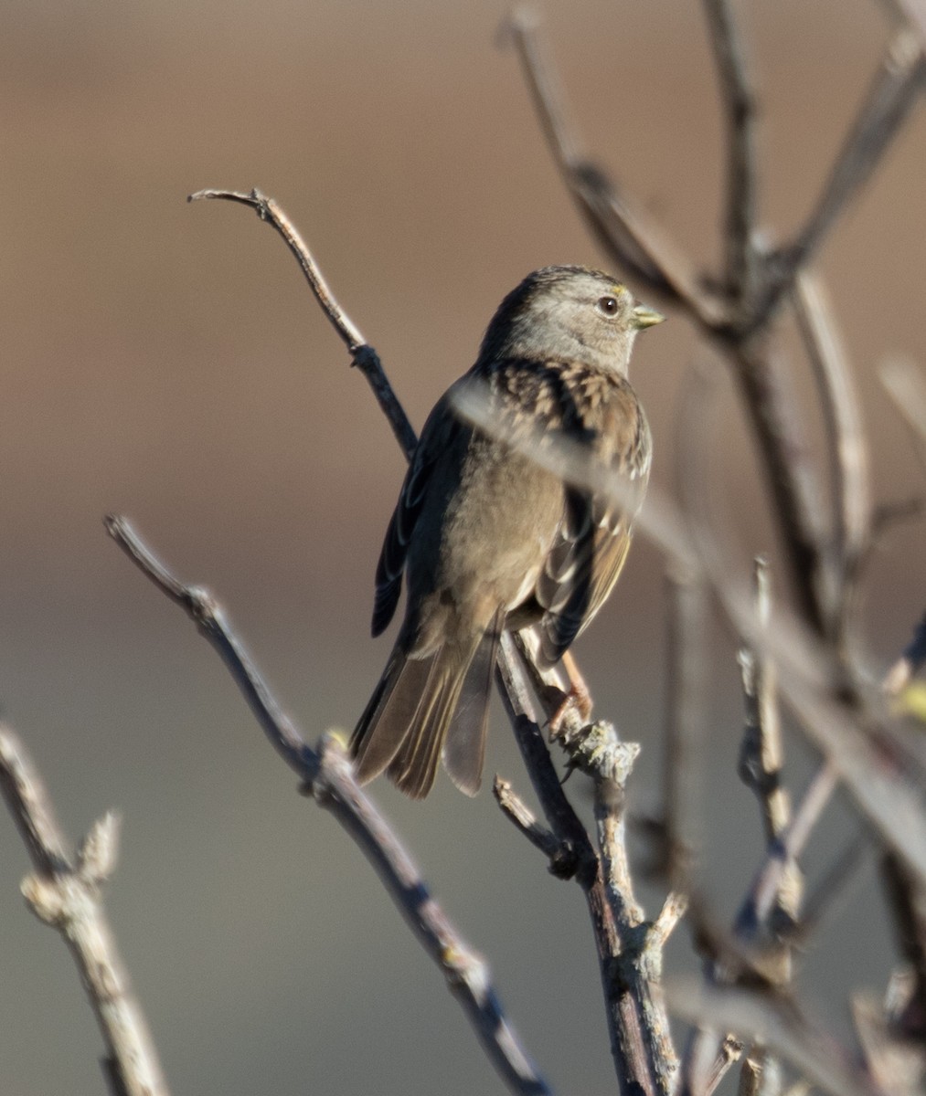Golden-crowned Sparrow - Emily Berk