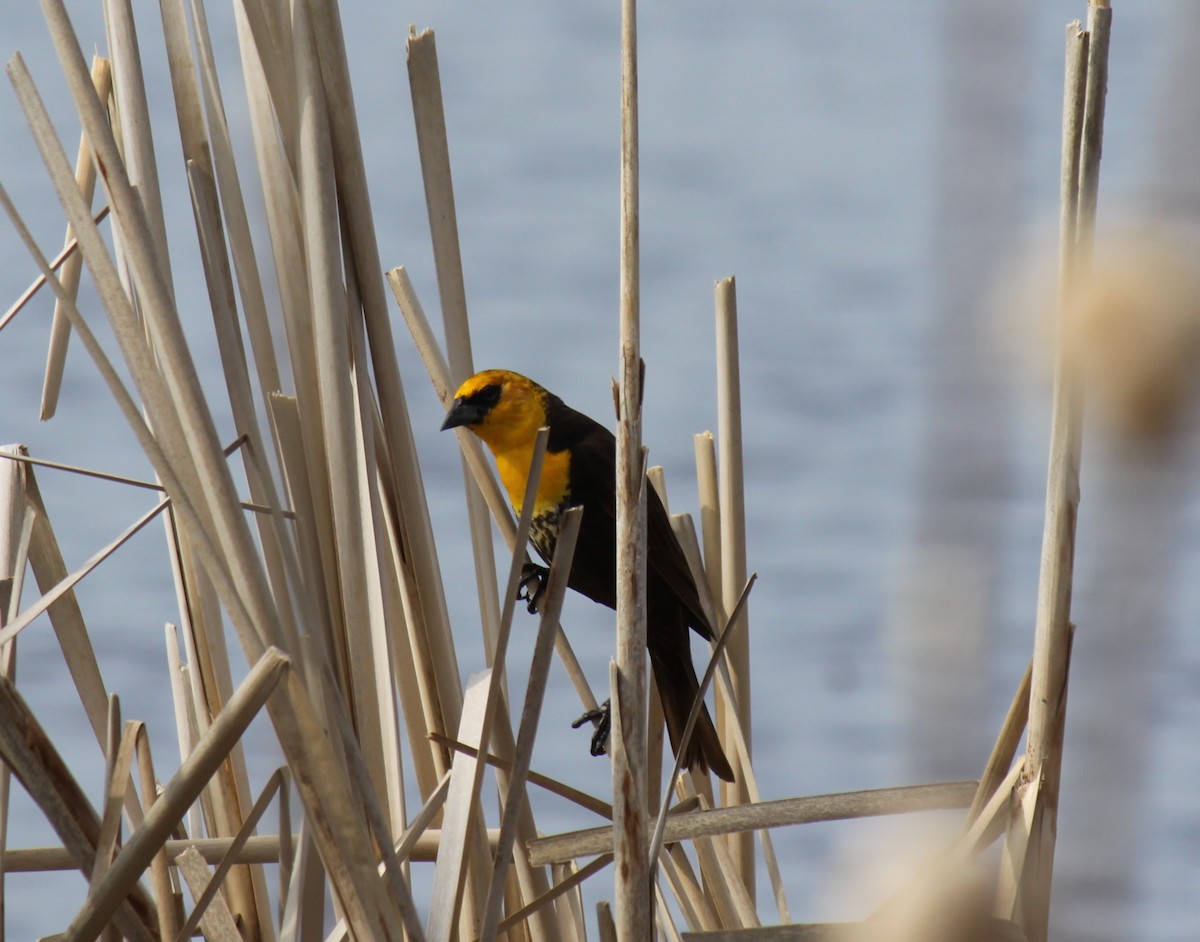 Yellow-headed Blackbird - Megan Kruse