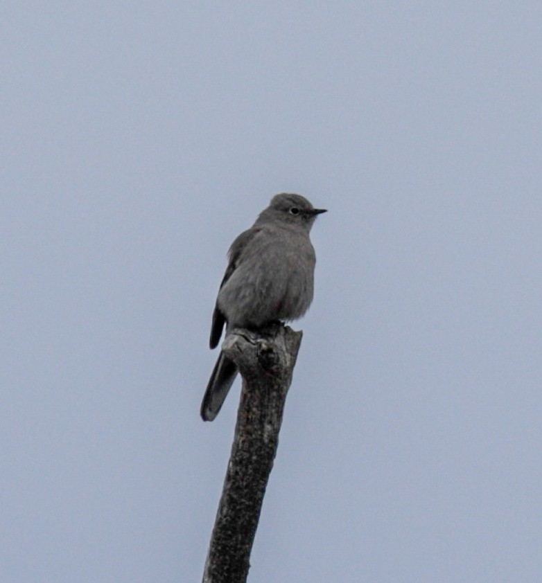 Townsend's Solitaire - ML153769131