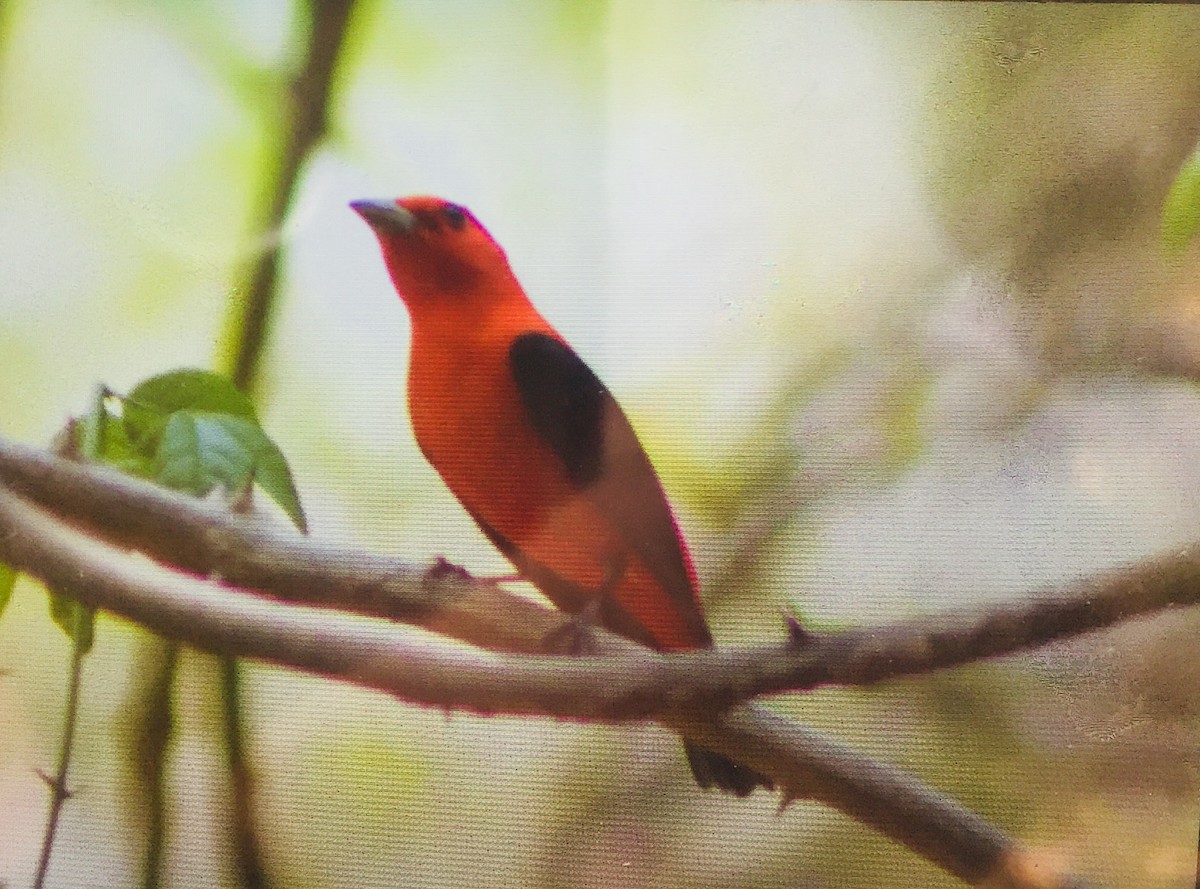 Scarlet Tanager - ML153769151