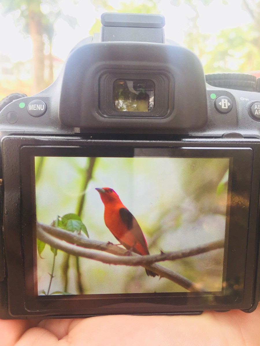 Scarlet Tanager - nigel velasquez