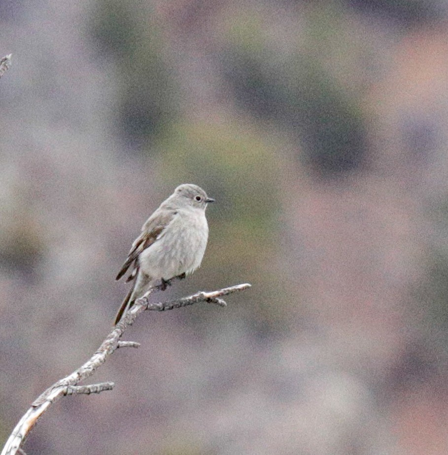 Townsend's Solitaire - ML153769351